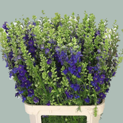 Blue Larkspur (Qis Dark Blue) – 70cm Stems
