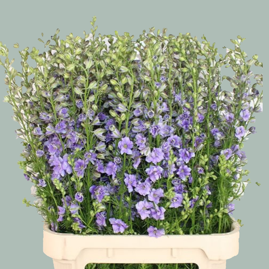 Larkspur Lilac (10 Stems)