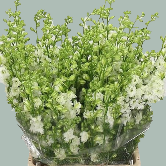 Larkspur White (10 Stems)