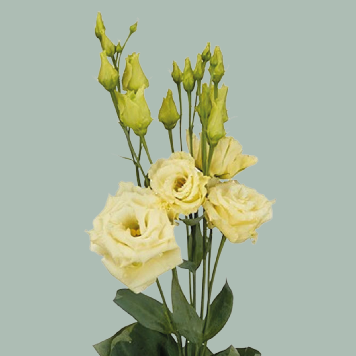 Lisianthus Rosita Yellow (10 Stems)