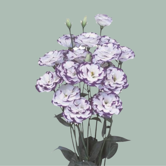 Eustoma Piccolo Excalibur Blue (10 Stems)