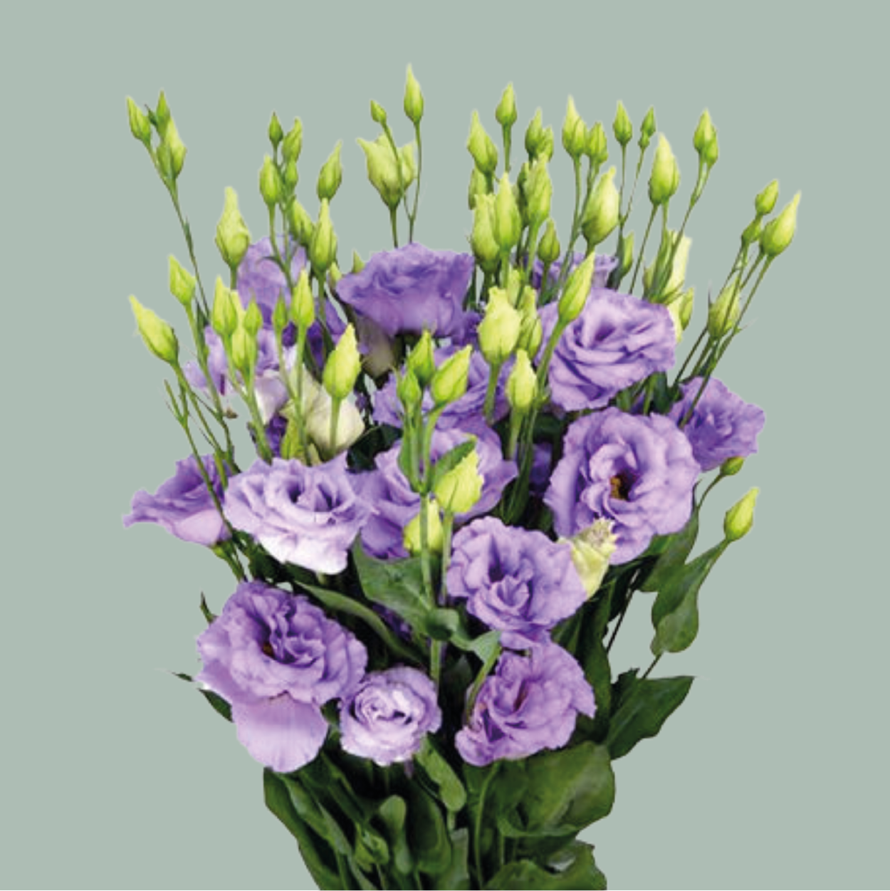 Lisianthus Rosita Lavender (10 Stems)