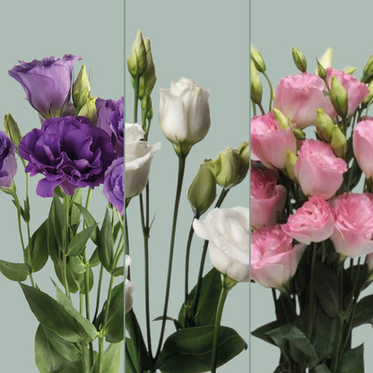 Eustoma Mixed Box (60 Stems)