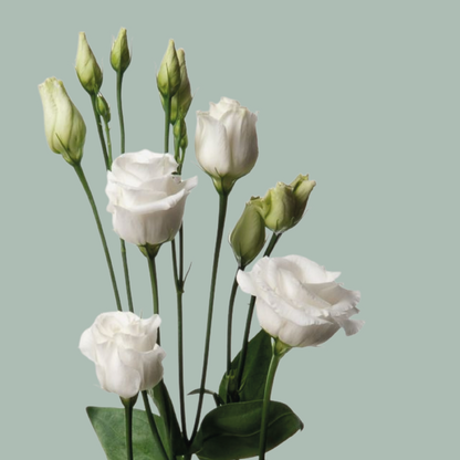 Eustoma Mixed Box (60 Stems)