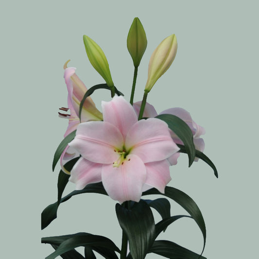 Lily Longi Cali (10 Stems)