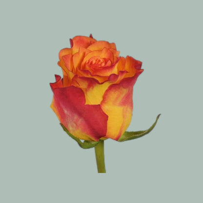Rose - Rosa - Marie-Claire