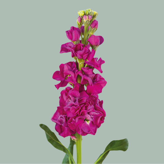 Matthiola Iron Rose (10 Stems)