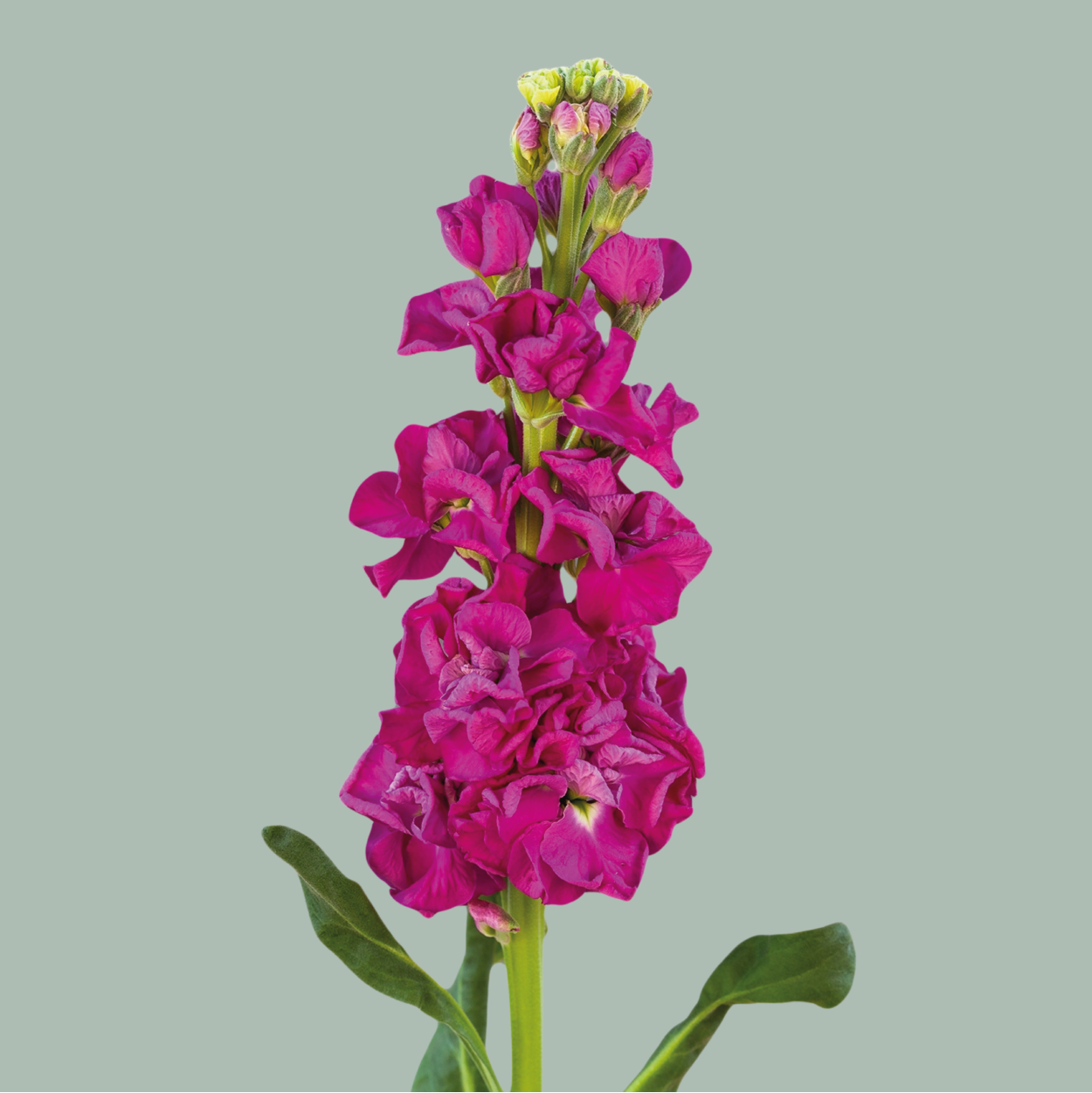 Matthiola Iron Rose (10 Stems) – All Occasions Wholesale
