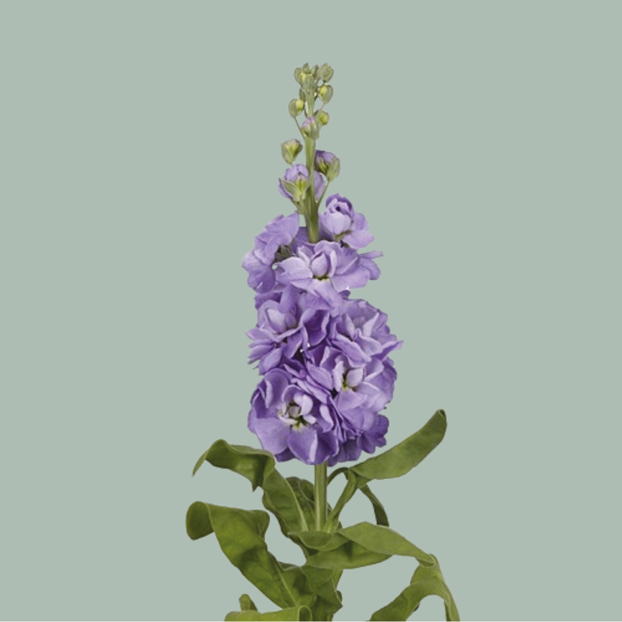 Matthiola Milla Lavender (10 Stems)