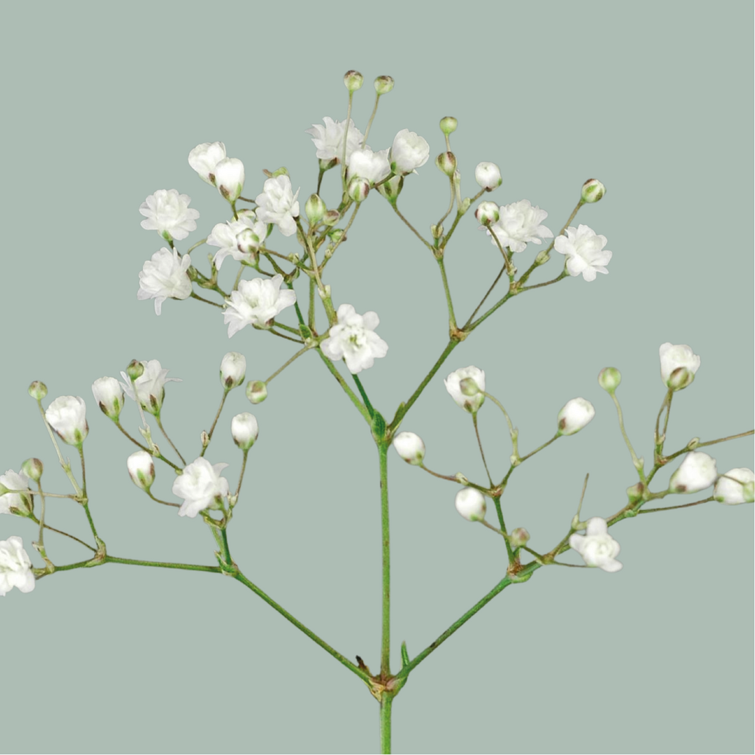 Gypsophila Million Star (25 Stems) – All Occasions Wholesale