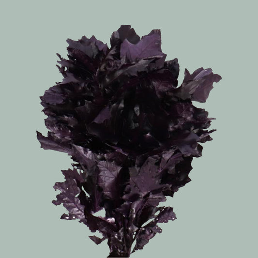 Oak Leaf Aubergine Dyed (20 Stems)