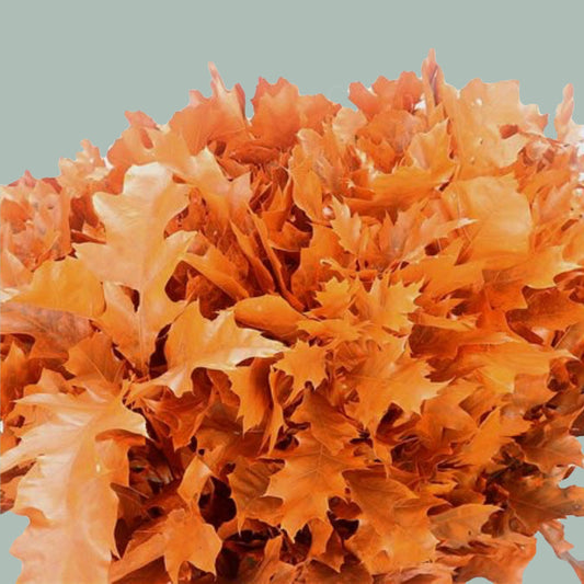 Oak Leaf Orange Dyed (20 Stems)
