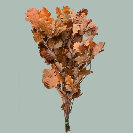 Oak Leaf Natural (20 Stems)