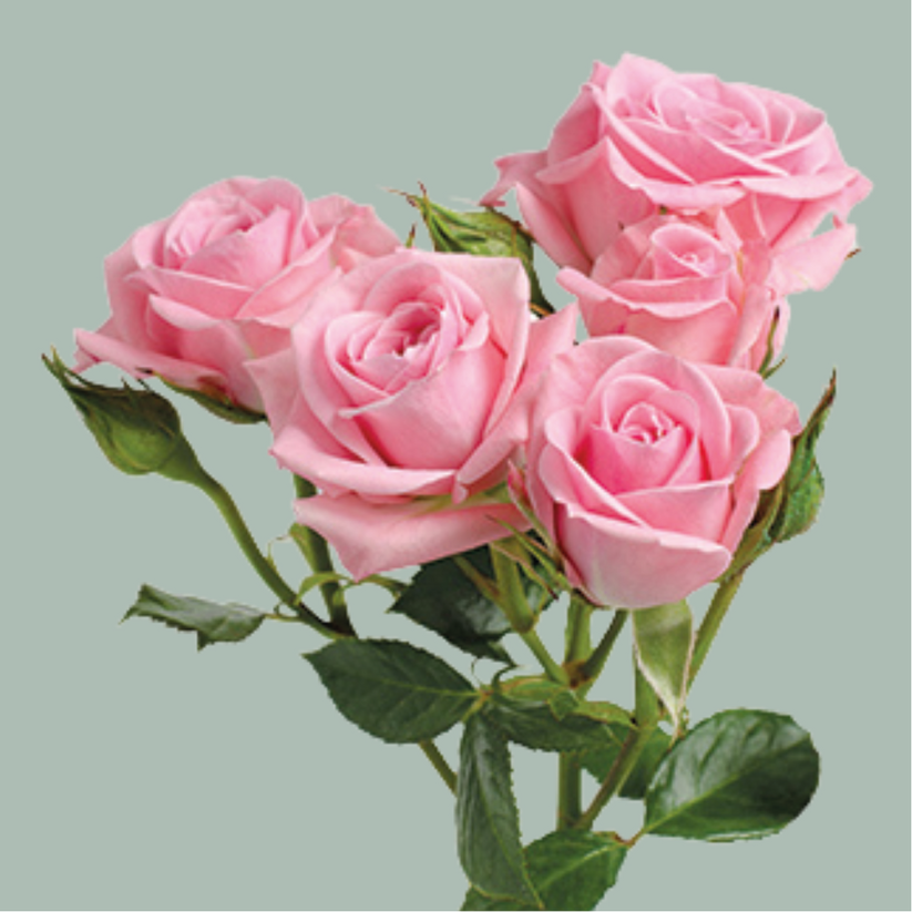 Spray Rose Odilia (10 Stems) – All Occasions Wholesale