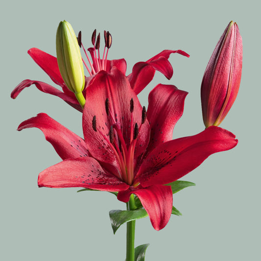 Lily LA Original Love (10 Stems)