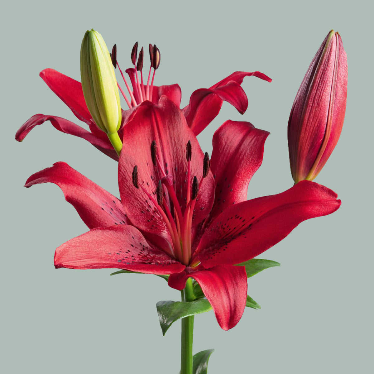 Lily Original Love (LA) (10 Stems)
