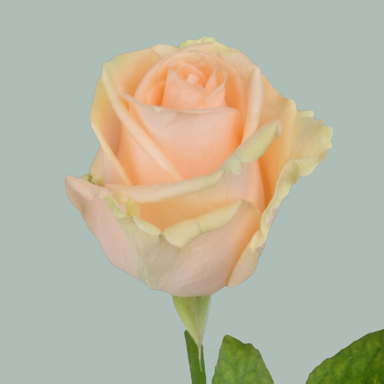 Rose Avalanche Peach 60-70cm (10 Stems)
