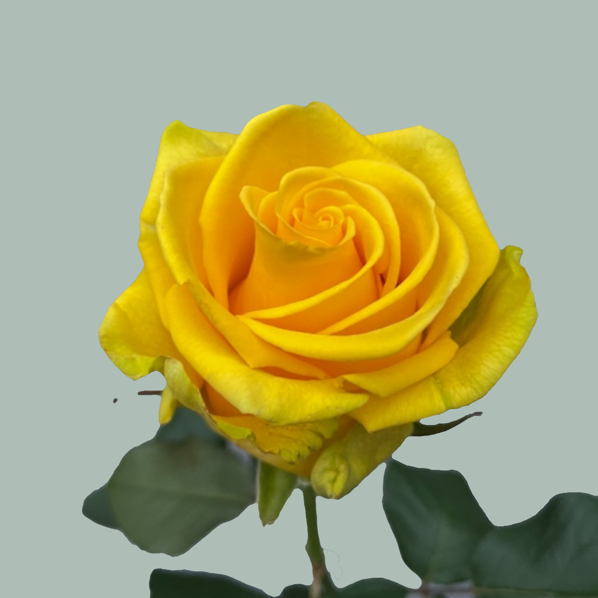 Rose Penny Lane (20 Stems)