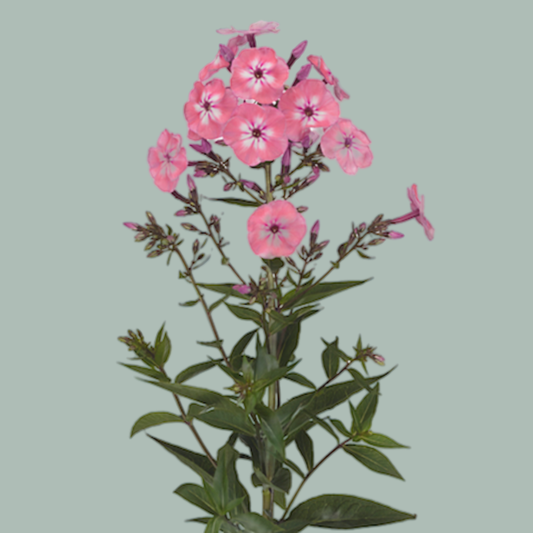 Phlox Pink Eyes (10 Stems)