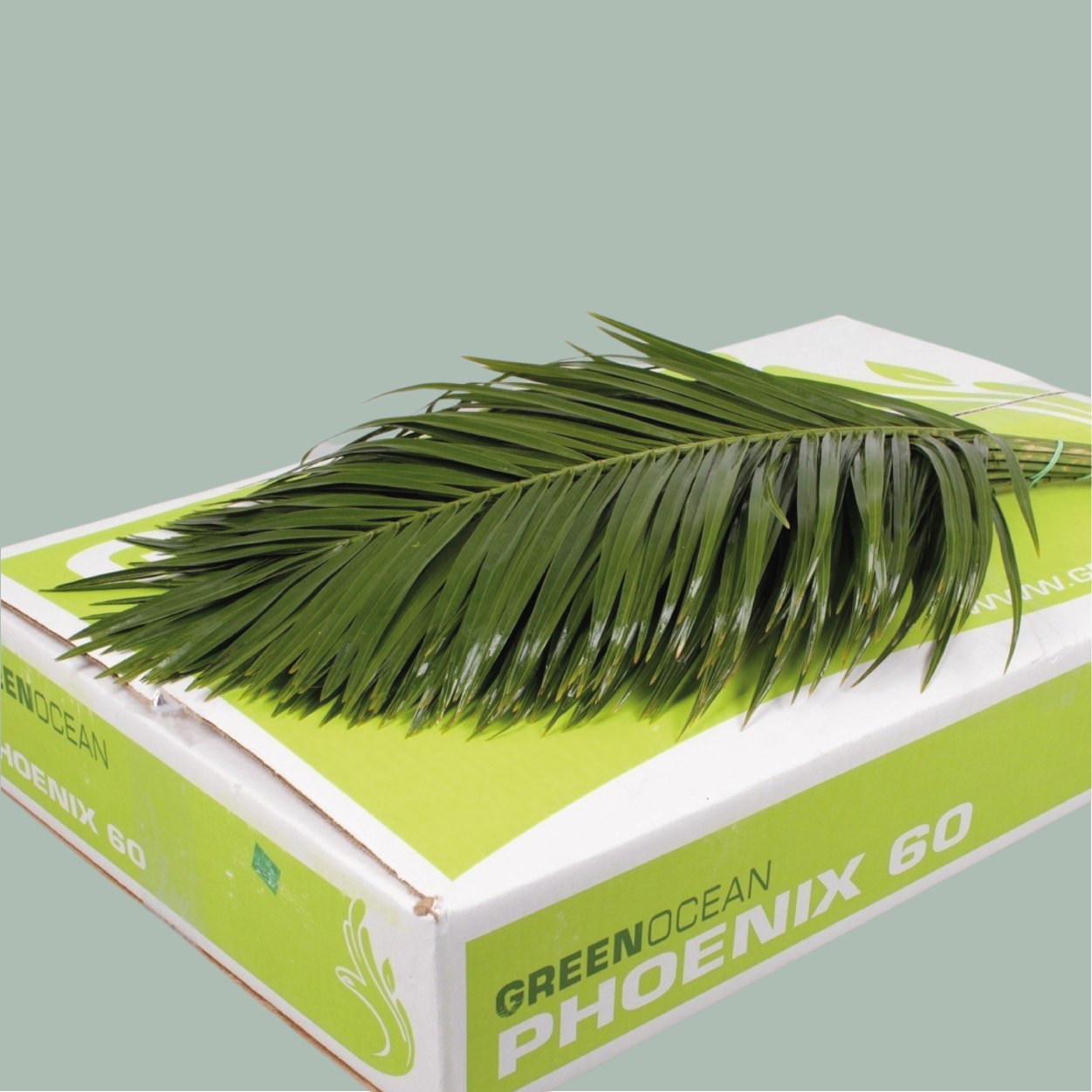 Dec Phoenix Palm (5 Bunches)