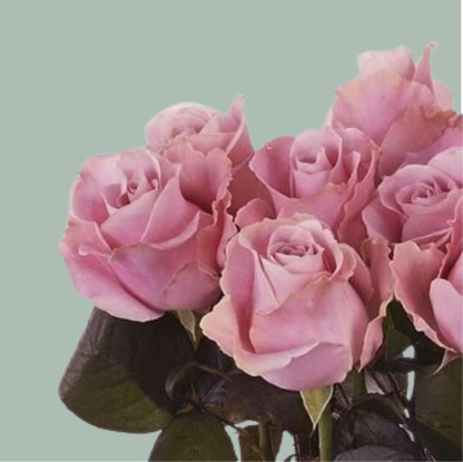 Rose Avalanche Pink (20 Stems)