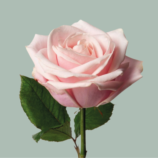 Rose Avalanche Pink 60-70cm (10 Stems)