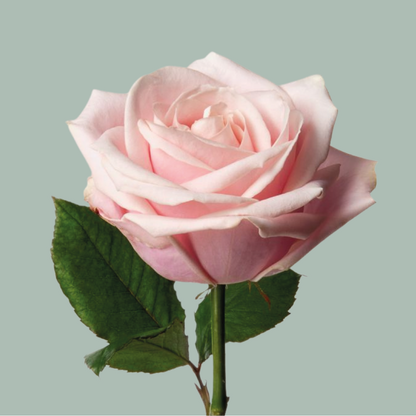 Rose Avalanche Pink (20 Stems)