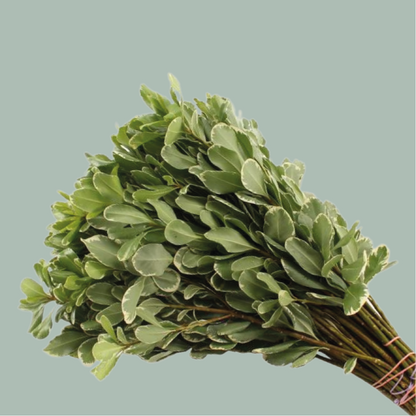Pittosporum - Pittosporum - Nigra