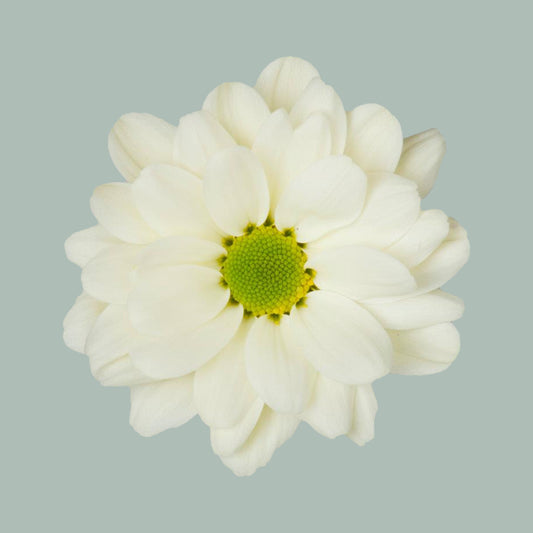 Chrysanthemum Spray Prosecco (20 Stems)
