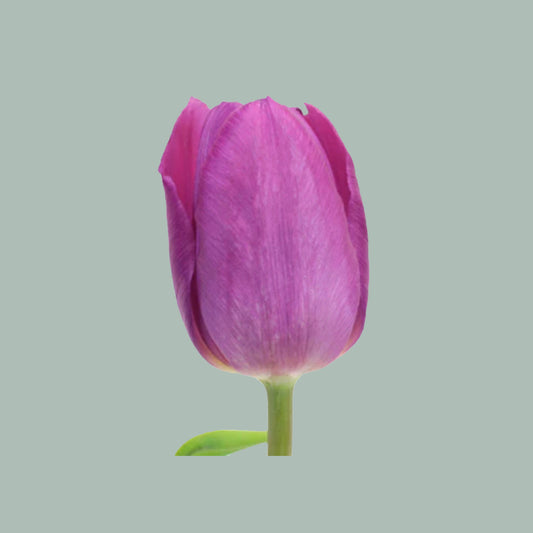 Tulip Purple Prince (50 Stems)