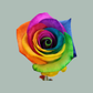 Rose Dyed Rainbow (20 Stems)