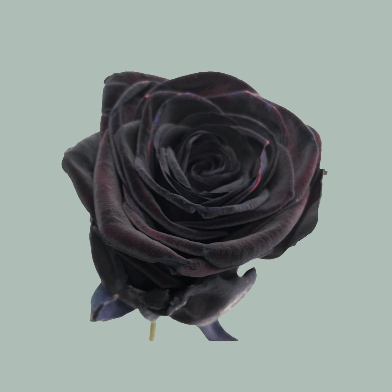 Rose Red Naomi Black (20 Stems)