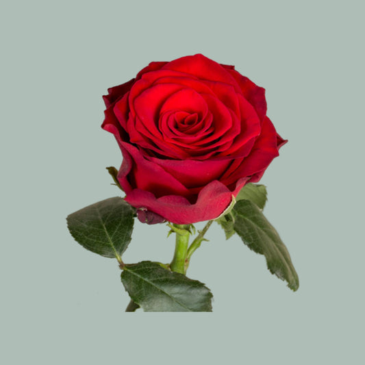 Rose Rhodos (20 Stems)