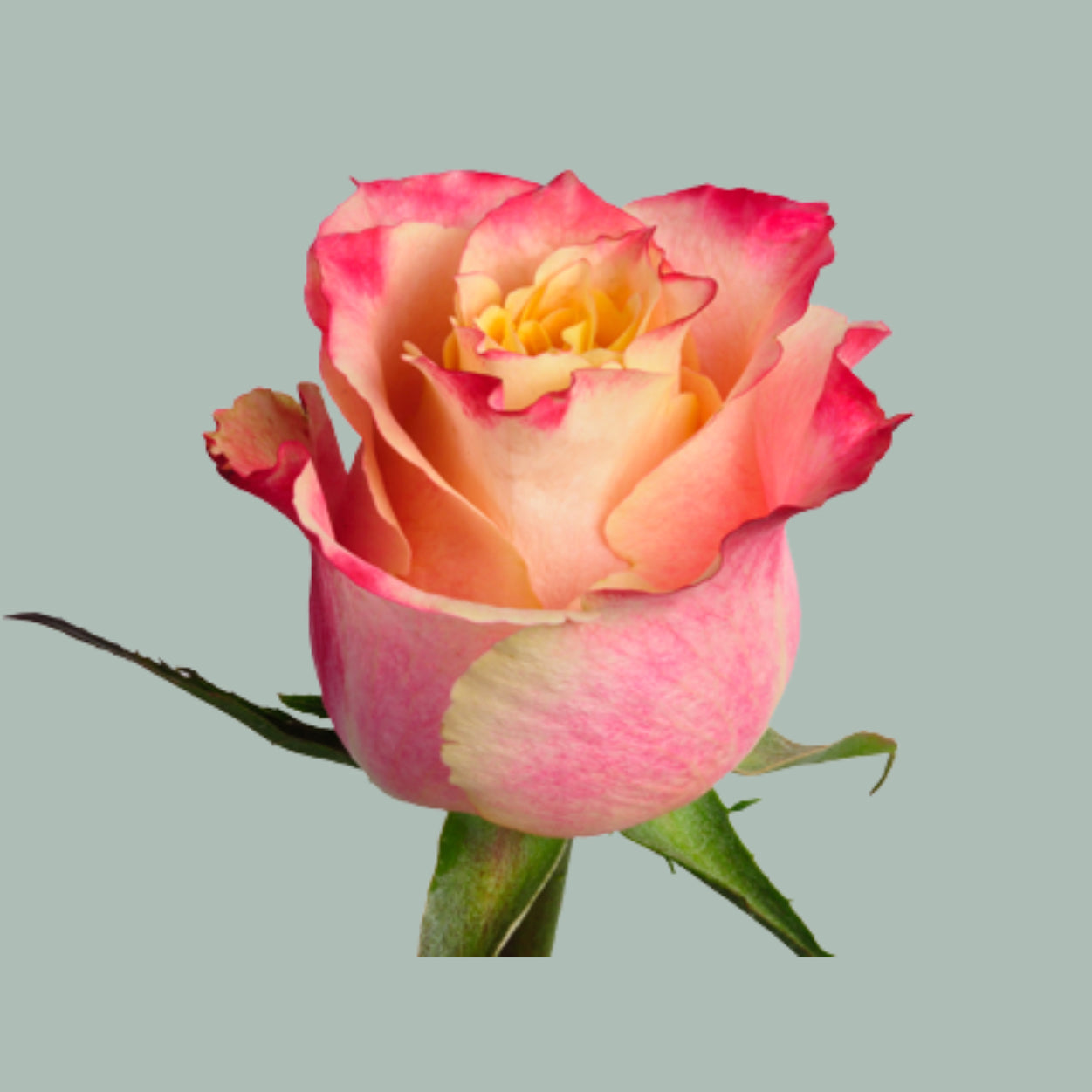 Rose 3D (20 Stems)