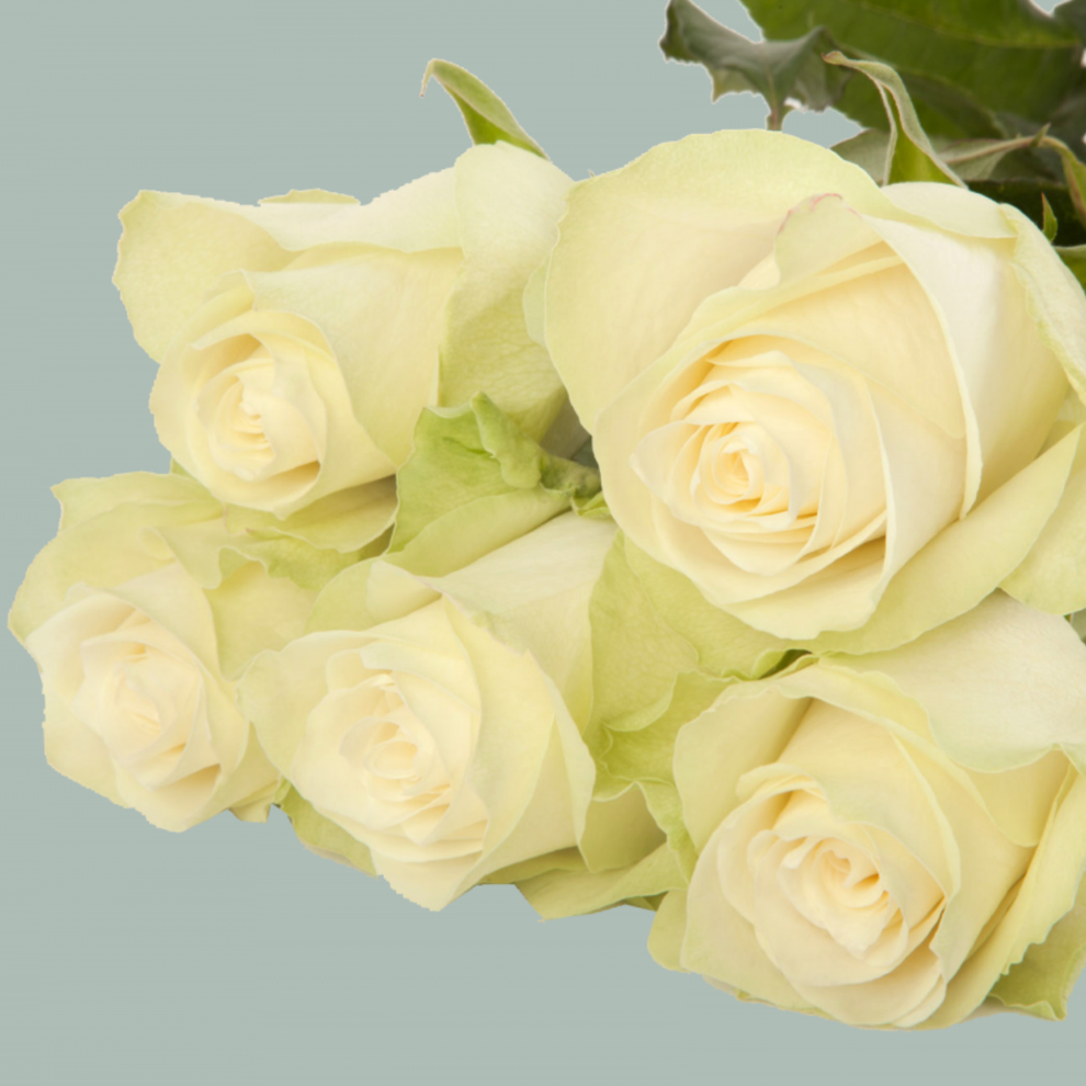 Athena Color Roses Rose Athena 40-60cm (20 Stems) – All Occasions Wholesale