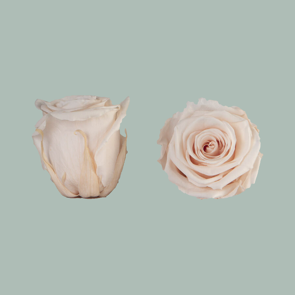 Rose Preserved Ivory (3 Stems)