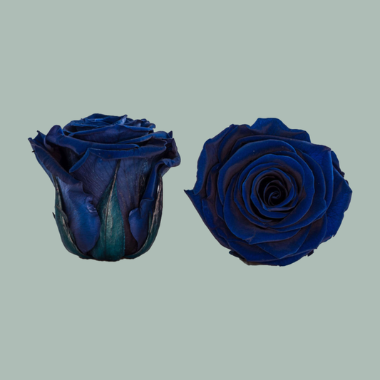 Rose Preserved Cobalt Blue (3 Stems)