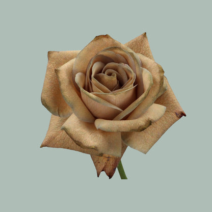Rose Caramel (20 Stems)