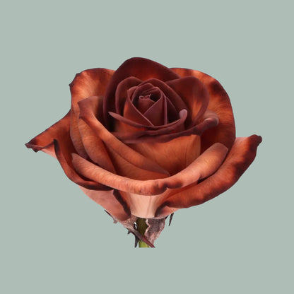 Rose Dyed Brownies (20 Stems)