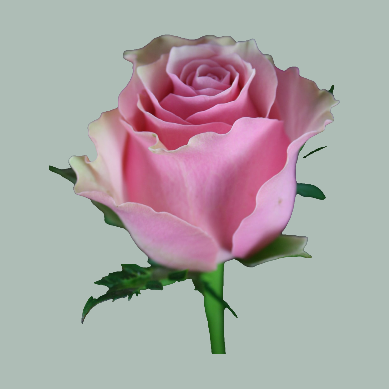 Rose Celeb 60cm (10 Stems)