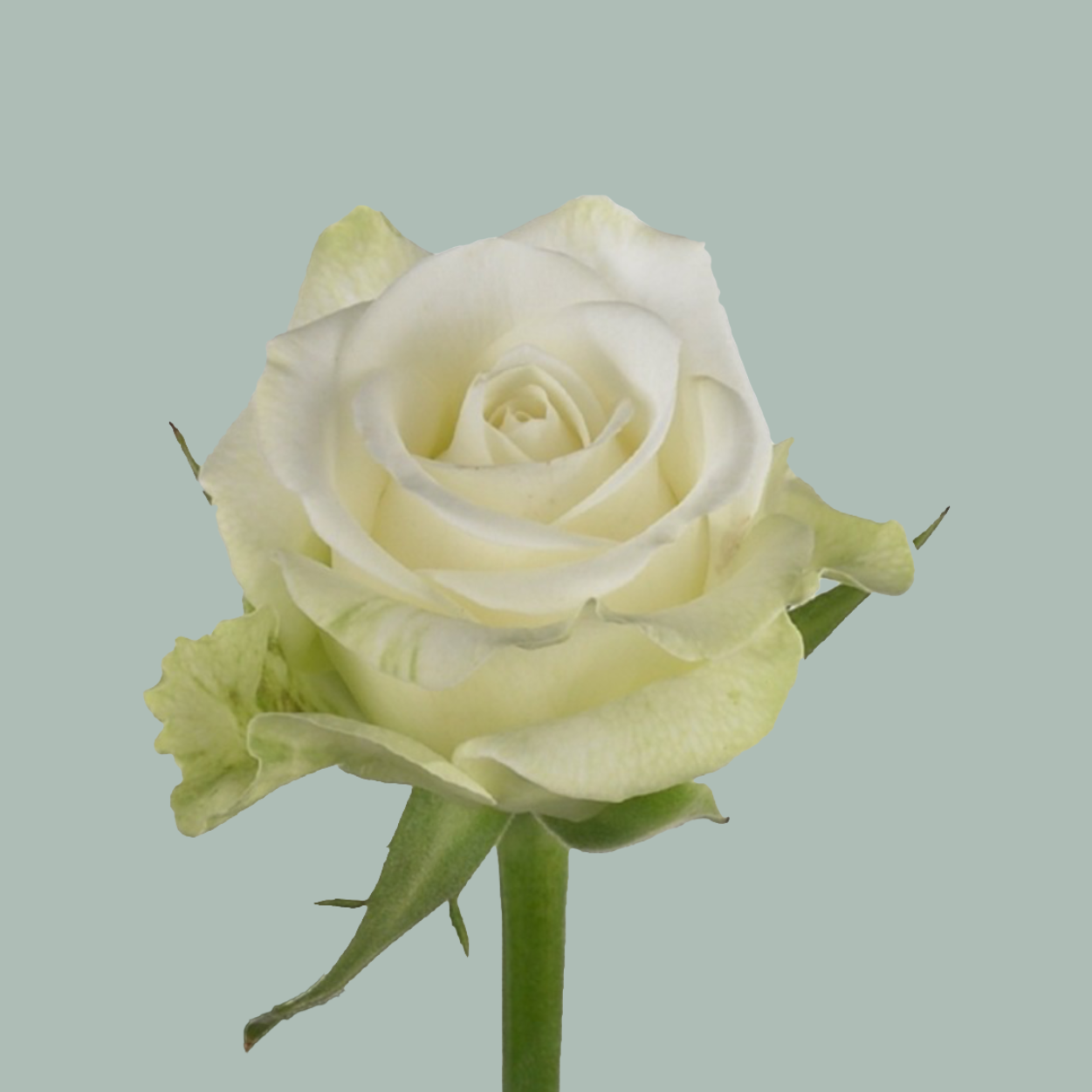 Rose Dolomiti – All Occasions Wholesale