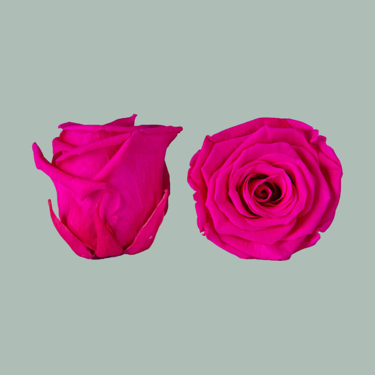 Rose Preserved Fuchsia (3 Stems)