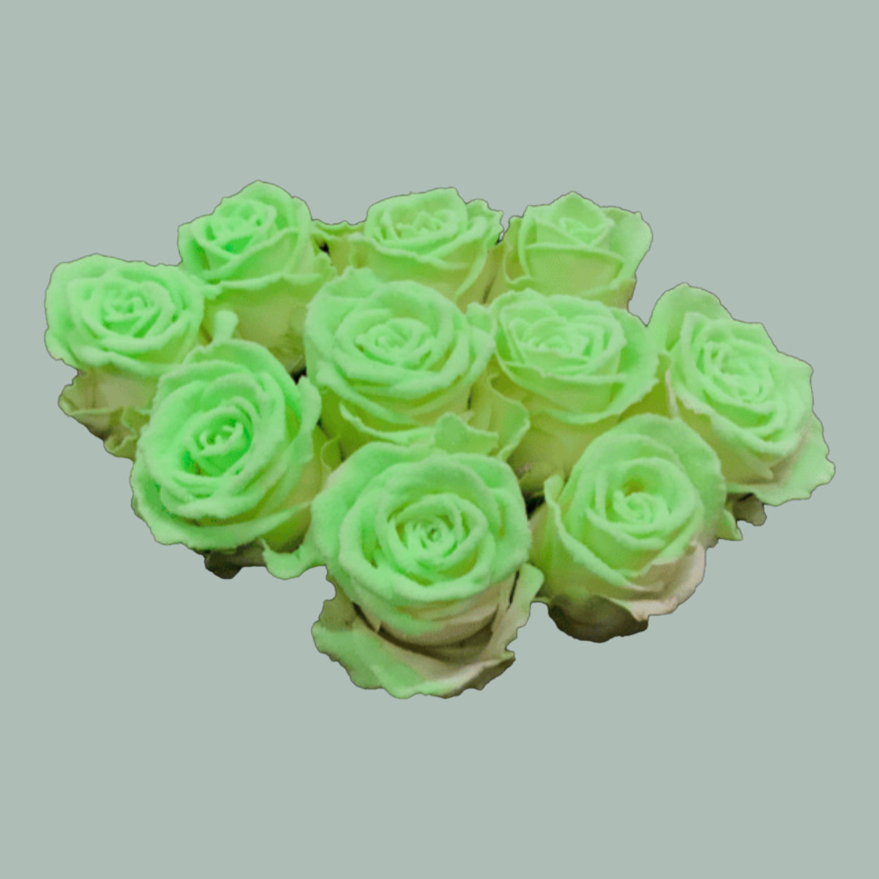 Rose Vendela Glow In The Dark (20 Stems)