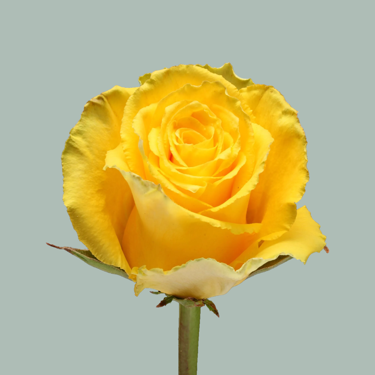 Rose - Rosa - Good Times