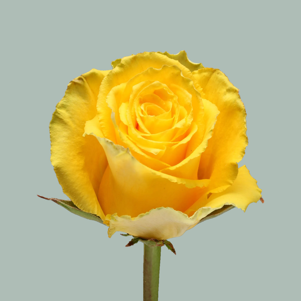 Rose Good Times