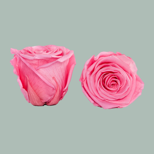 Rose Preserved Light Pink (3 Stems)