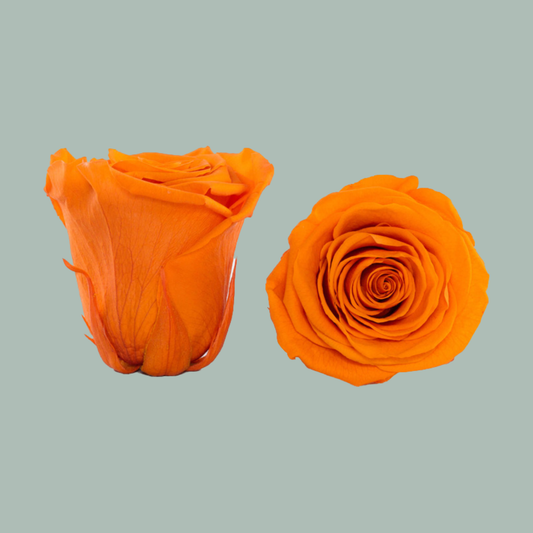 Rose Preserved Orange (3 Stems)