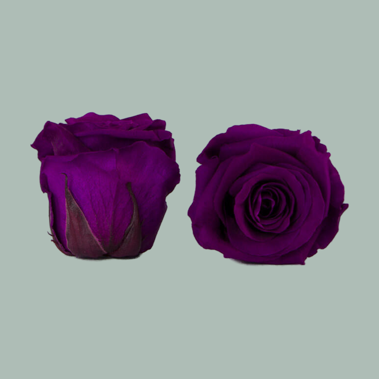 Rose Preserved Purple (3 Stems)