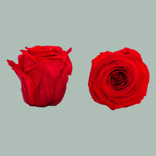Rose Preserved Red (3 Stems)