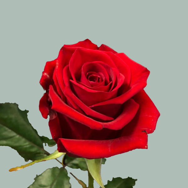 Wild Eagle Roses Rose Red Eagle (20 Stems) – All Occasions Wholesale